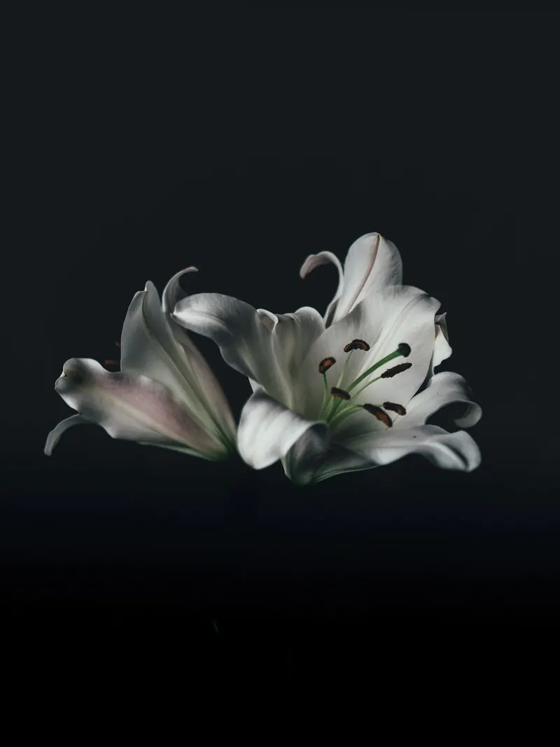 A white lily in soft natural light